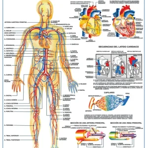 Póster Sistema Circulatorio