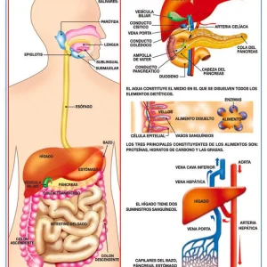 Póster Aparato Digestivo