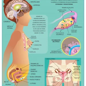 Póster Aparato Reproductor Femenino