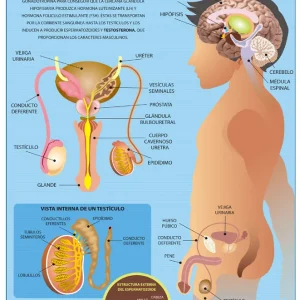 Póster Aparato Reproductor Masculino