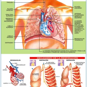 Póster Sistema Respiratorio