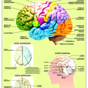 Póster El Cerebro