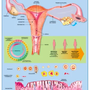 Póster Ciclo Menstrual