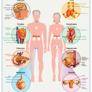 Póster Sistema Endocrino