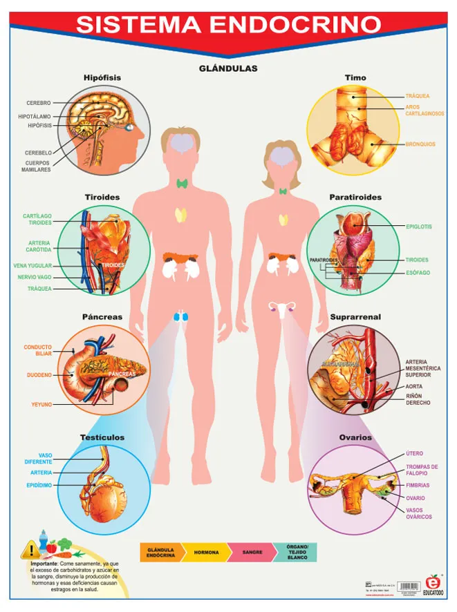 Póster Sistema Endocrino