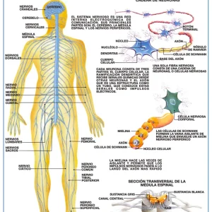 Póster Sistema Nervioso