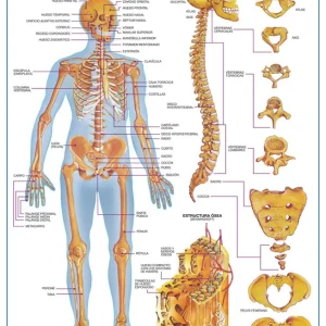 Póster Sistema Óseo