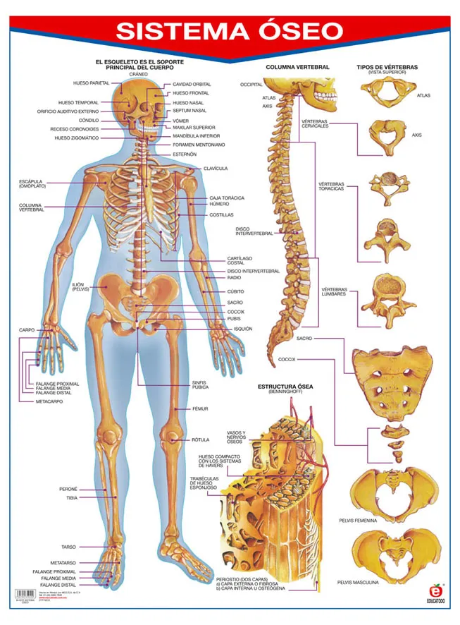 Póster Sistema Óseo