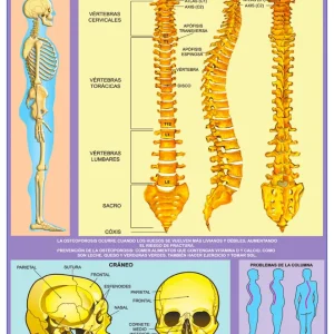 Póster Cráneo Y Columna Vertebral