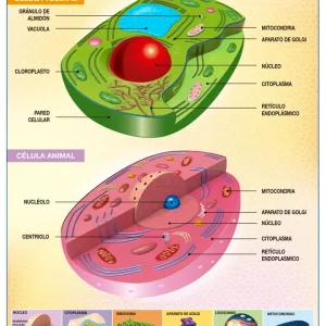 Póster Célula Vegetal Y Animal