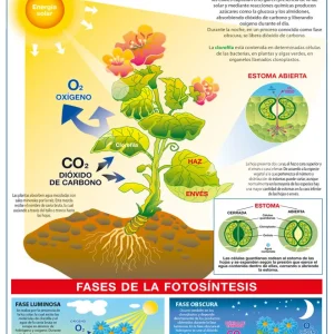 Póster La Fotosíntesis / La Hoja