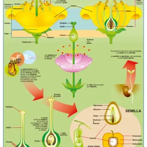 Póster Flor Y Fruto / Frutas