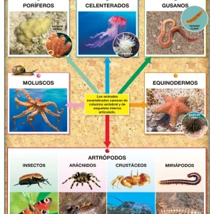 Póster Reino Animalia Invertebrados / Vertebrados