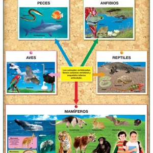 Póster Reino Animalia Vertebrados / Invertebrados