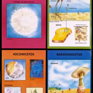 Póster Reino Fungi / Protista
