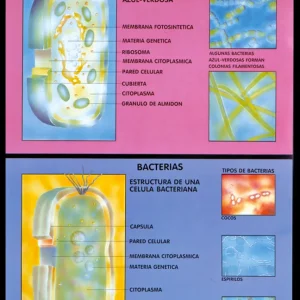 Póster Reino Monera