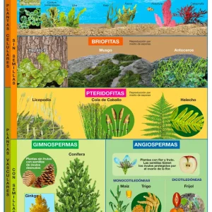 Póster Reino Plantae