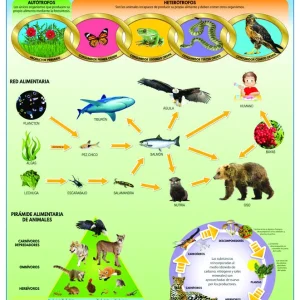 Póster Cadenas Alimenticias