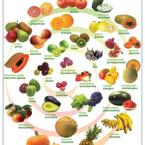 Póster Fruits/Vegetables