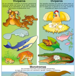 Póster Nacimiento de los Animales