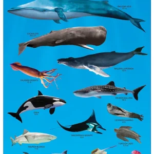 Póster Grandes Animales del Mar
