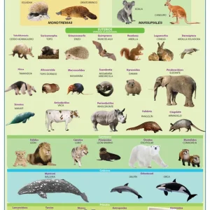 Póster Los Mamíferos