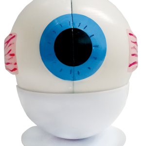 Maqueta Ojo Humano