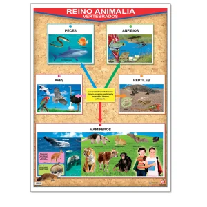 PÓSTER REINO ANIMALIA VERTEBRADOS / INVERTEBRADOS B-0142