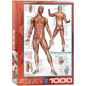 Puzzle Eurographics El sistema muscular de 1000 Piezas