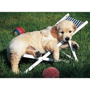 Puzzle Ravensburger Cachorro Golden Retriever de 500 piezas