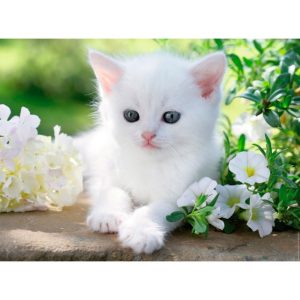 Puzzle Ravensburger Gatito Blanco de 1500 Piezas