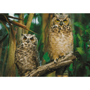 Puzzle Trefl Búhos de 1000 Piezas