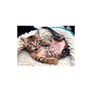 Puzzle Trefl Gatito Alegre de 1000 Piezas